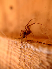 House spider close-up on the background of a wooden plank
