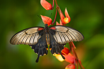 Papilio memnon, buttefly on red bloom flower in nature. Beautiful black butterfly, Great Mormon, Papilio memnon, resting on green branch, insect in the nature habitat, India. Wildlife nature, Asia. - Powered by Adobe