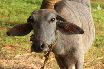 A close up shot of a buffalo