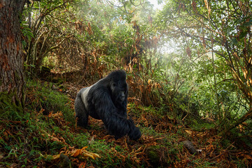 Gorilla - wildlife close-up portrait . Mountain gorilla, Mgahinga National Park in Uganda. Detail...