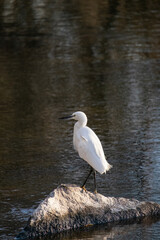 Obraz premium Little egret, Egretta garzetta, small white heron with a black beak.