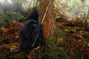 Gorilla - wildlife close-up portrait . Mountain gorilla, Mgahinga National Park in Uganda. Detail...