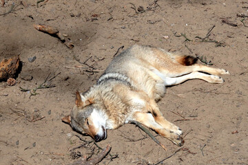 On the ground in the forest lies a wolf and basks in the sun. Wildlife. - 514934212