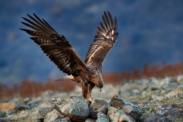 Eastern Rhodopes rock with eagle. Flying bird of prey golden eagle with large wingspan, photo with snowflakes during winter, stone mountain, Rhodope Mountains, Bulgaria wildlife. Eagle sunset.