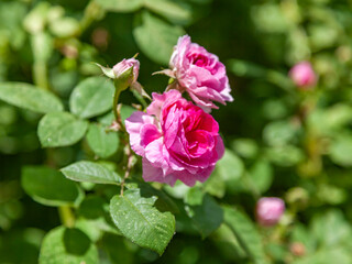 Flowers in an urban environment