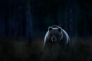 Wildlife in night. Brown bear walking in dark night forest. Dangerous animal in nature taiga and...