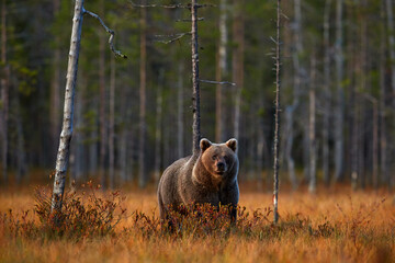 Autumn evening nature. Bear hidden in yellow forest. Fall trees with bear, mirror reflection. Beautiful brown bear walking around lake, fall colours, Finland, Europe.