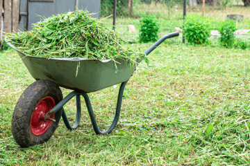  A cart with grass stands in the yard, after mowing the site. Photo for registration of agronomic materials