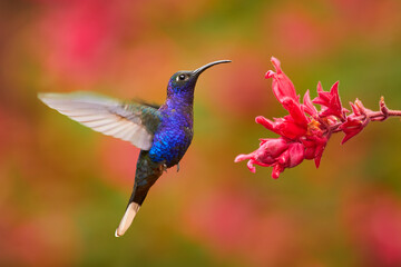Hummingbird violet Sabrewing, big blue bird flying next to beautiful pink flower with clear green...