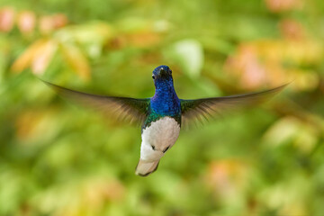 Obraz premium Wildlife Costa Rica. White-necked Jacobin, Florisuga mellivora, blue and white little bird hummingbird flying next to beautiful orange flower with green and orange forest background, Costa Rica