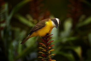 Social flycatcher, Myiozetetes similis, passerine bird from the Americas, large tyrant flycatcher family. Brown yellow bird sitting on the flower in the dark forest, Volcan Poas NP, Costa Rica.