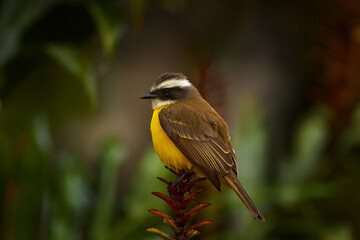 Social flycatcher, Myiozetetes similis, passerine bird from the Americas, large tyrant flycatcher family. Brown yellow bird sitting on the flower in the dark forest, Volcan Poas NP, Costa Rica.