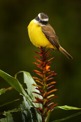 Social flycatcher, Myiozetetes similis, passerine bird from the Americas, large tyrant flycatcher family. Brown yellow bird sitting on the flower in the dark forest, Volcan Poas NP, Costa Rica.
