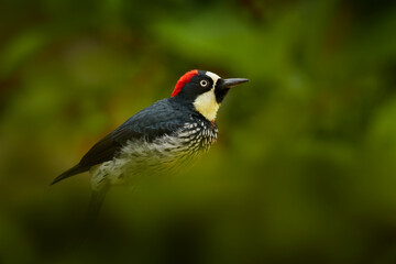 Woodpecker hidden in the green vegetation. Acorn Woodpecker, Melanerpes formicivorus. Beautiful...