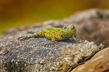 Emerald Swift Caresheet, Sceloporus malachiticus, in the nature habitat. Beautiful portrait of rare lizard from Costa Rica. Basilisk in the green forest near the river.