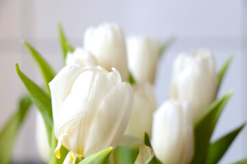A flowering bouquet of white tulips. Congratulations on the holiday.