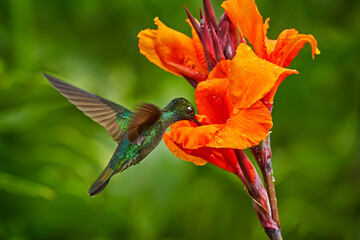 Obraz na płótnie Canvas Costa Rica wildlife. Talamanca hummingbird, Eugenes spectabilis, flying next to beautiful orange flower with green forest in the background, Savegre mountains, Costa Rica. Bird fly in nature.