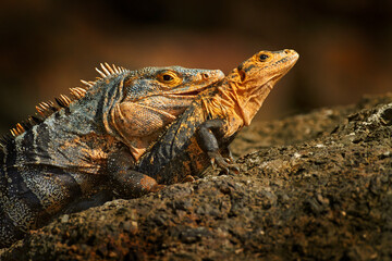 Lizard love bahaviour. Pair of reptiles, Black Iguana, Ctenosaura similis, male and female sitting on black stone, chewing to head. Mating of big lizards. Manuel Antonio, Costa Rica.
