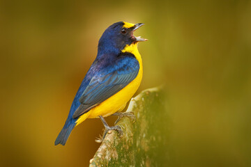 Yellow-throated Euphonia, Euphonia hirundinacea, blue and yellow exotic bird from the Costa rica. Birdwatching in South America. Tanager with clear green background.