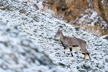 Bharal blue Sheep, Pseudois nayaur, in the rock with snow, Hemis NP, Ladakh, India in Asia. Bharal in nature snowy habitat. Face portrait with horns of wild sheep. Wildlife scene from Himalayas. - obrazy, fototapety, plakaty