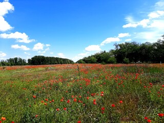 field of poppies