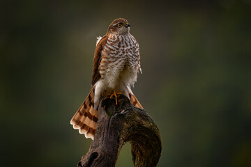 Sparrowhawk, Accipiter nisus, sitting green tree trunk in the forest, back light. Wildlife animal scene from nature. Hawk bird in the winter forest habitat, Germany, Europe.