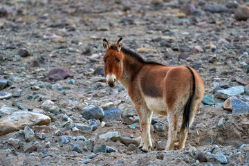 Kiang from Tibetan Plateau, in the stone. Wild asses heard, Tibet. Wildlife scene, nature.   Kiang, Equus kiang, largest of the wild asses, winter mountain codition, Tso-Kar lake, Ladakh, India.