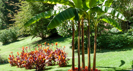 Japanese banana tree and canna flowers in the city garden - obrazy, fototapety, plakaty