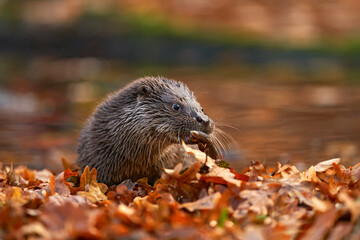 Autumn orange wildlife. Eurasian otter, Lutra lutra, detail portrait of Otter, water animal in nature habitat, Germany, water predator. Animal from the river, wildlife from Europe.