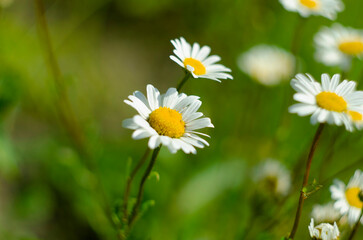 Chamomile flower field. Camomile in the nature. Field of camomiles at sunny day at nature