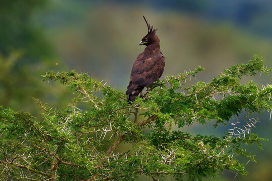 Long-crested eagle, Lophaetus occipitalis, African bird of prey sittting on the green bush shrub in the nature habitat, Queen Elizabath NP in Uganda. Brown eagle with big crest in habitat, Africa.