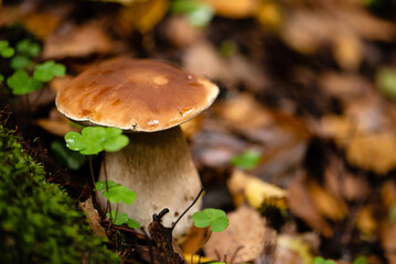 Porcini or boletus muchroom grows on ground among dry fallen leaves in forest