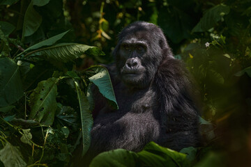 Mountain gorilla, Mgahinga National Park in Uganda. Close-up photo of wild big black silverback monkey in the forest, Africa. Wildlife nature. Mammal in green vegetation. Gorilla sitting in forest,
