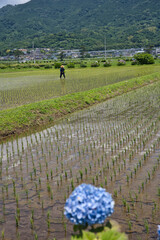 田植,自然, 風景, 山, 道, 空, 
