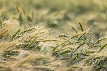 Fototapeta premium beautiful golden wheat field, flora and agriculture