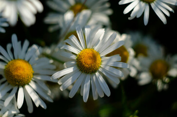 Fototapeta premium Chamomile flower field. Camomile in the nature. Field of camomiles at sunny day at nature