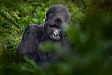 Gorilla - wildlife close-up portrait . Mountain gorilla, Mgahinga National Park in Uganda. Detail head portrait with beautiful eyes. Wildlife scene from nature. Africa. mammal in green vegetation.