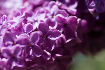 Naklejka na ściany i meble Lilac flowers close-up on a natural background.