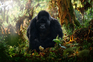 Congo mountain gorilla. Gorilla - wildlife forest portrait . Detail head primate portrait with...