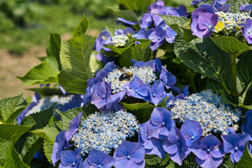 紫陽花,花, 花, 自然, 庭