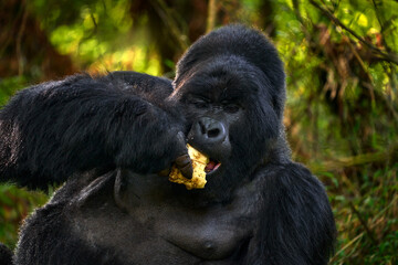 Gorilla - wildlife forest portrait. Congo mountain gorilla with food. Detail head primate portrait with beautiful eyes. Wildlife scene from nature. Africa. Mountain gorilla monkey ape, Virunga NP.