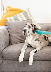 Perro dálmata recostado en sofá gris