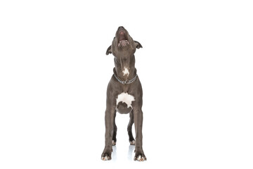 Fototapeta premium cute american staffordshire terrier dog with collar looking up and panting