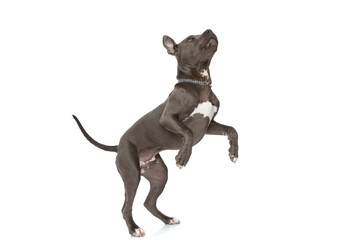 curious little american staffordshire terrier standing up on back legs