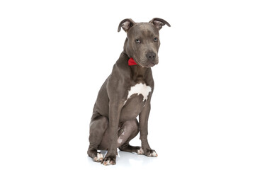 sweet american staffordshire terrier dog with bowtie sitting