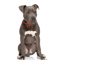 Fototapeta premium beautiful american staffordshire terrier puppy with bowtie looking to side