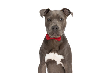 portrait of precious little amstaff puppy with red bowtie sitting