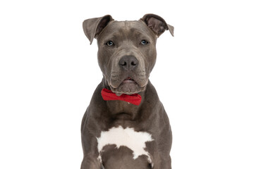 cute elegant american staffordshire terrier puppy with red bowtie