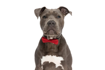 beautiful american staffordshire terrier dog with red bowtie