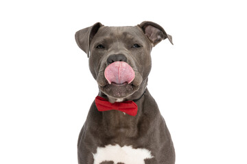 portrait of beautiful amstaff dog with red bowtie licking nose
